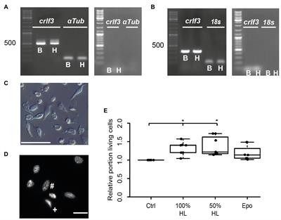 Locust Hemolymph Conveys Erythropoietin-Like Cytoprotection via Activation of the Cytokine Receptor CRLF3